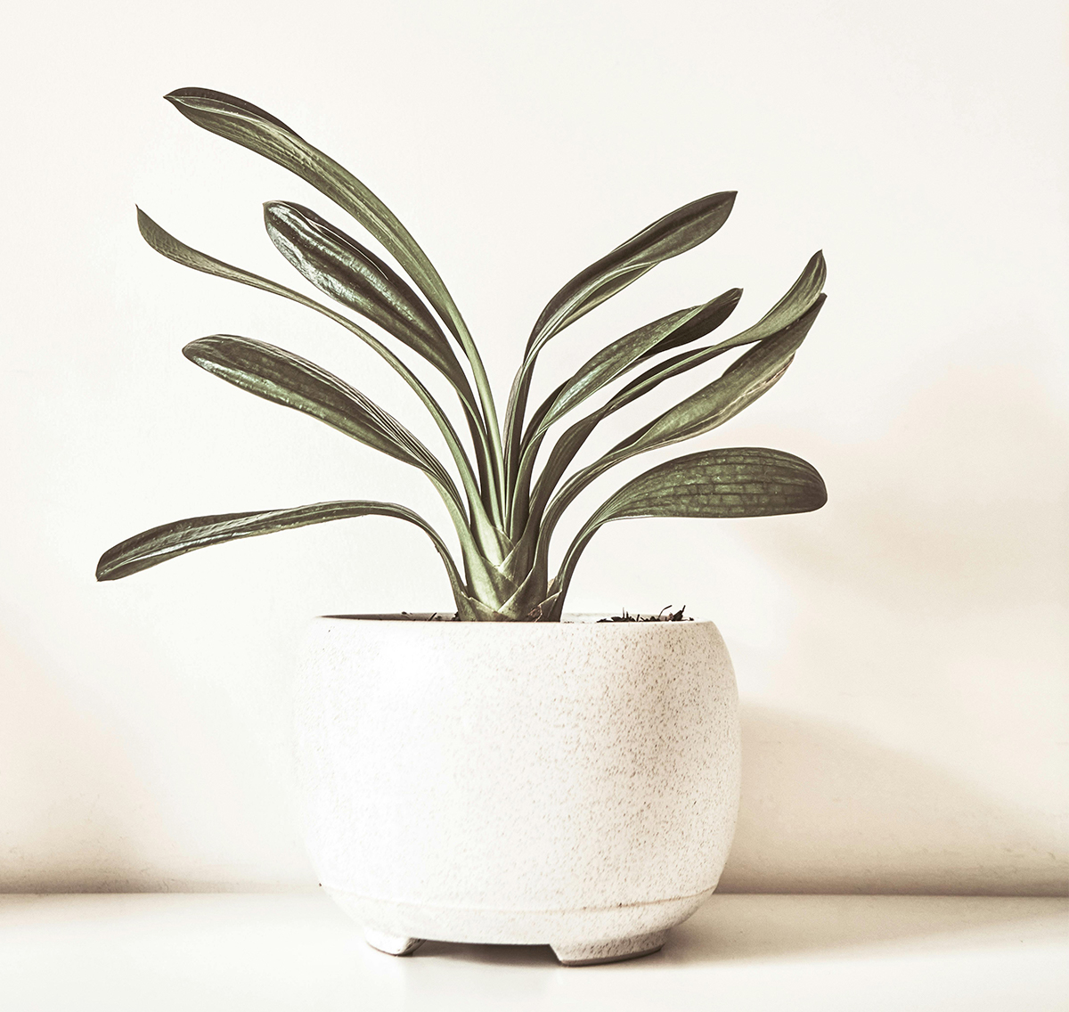 Plante N°2
