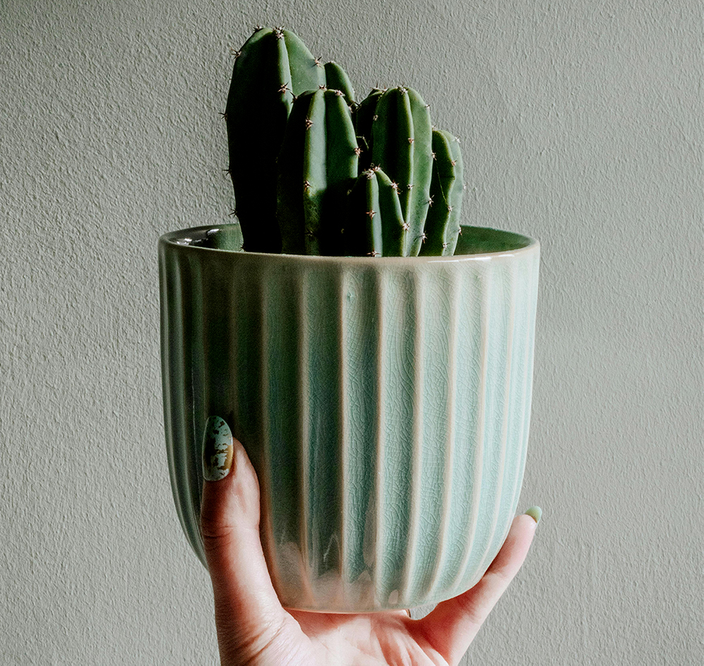 Plante N°6