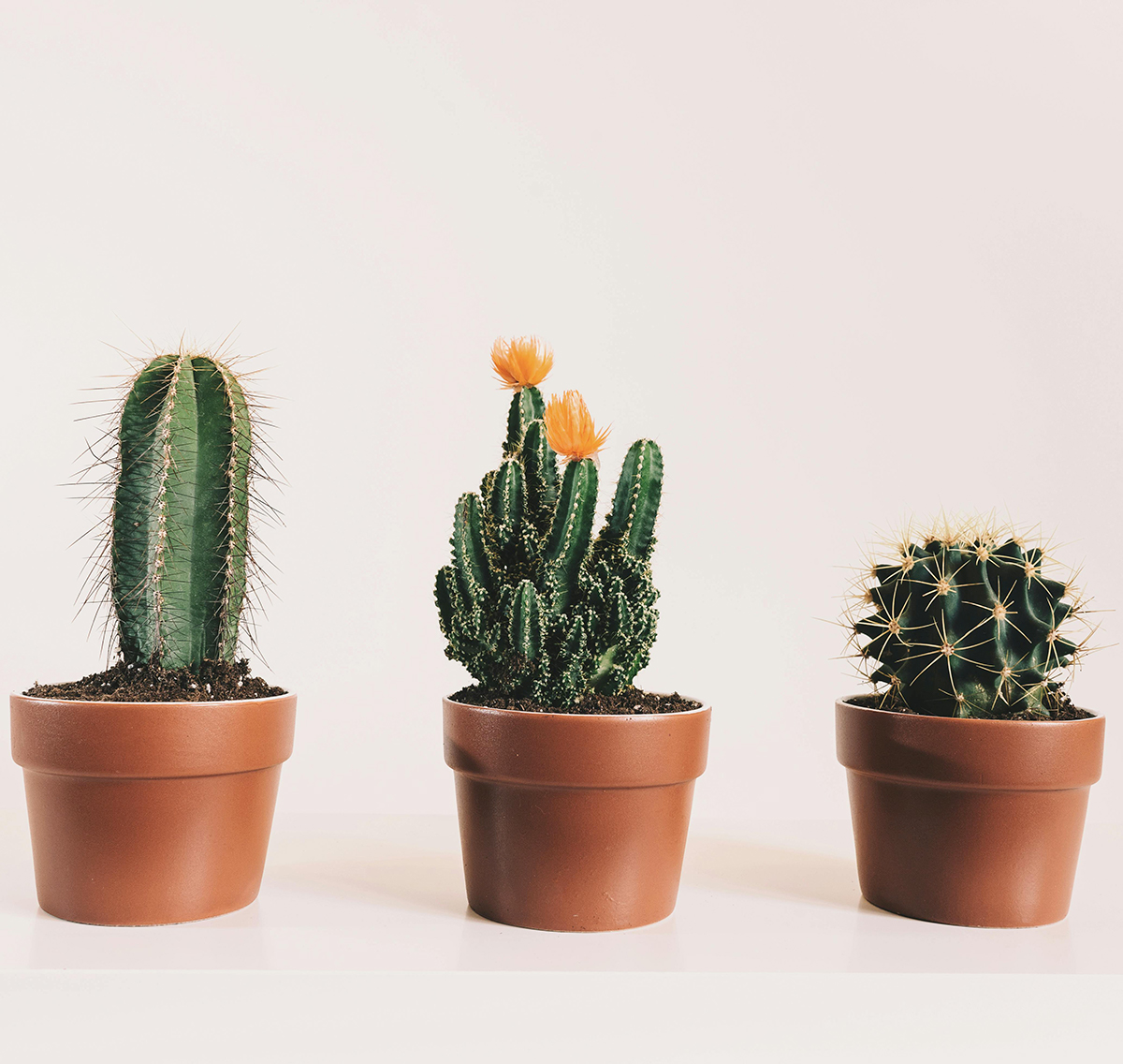 Plante N°8