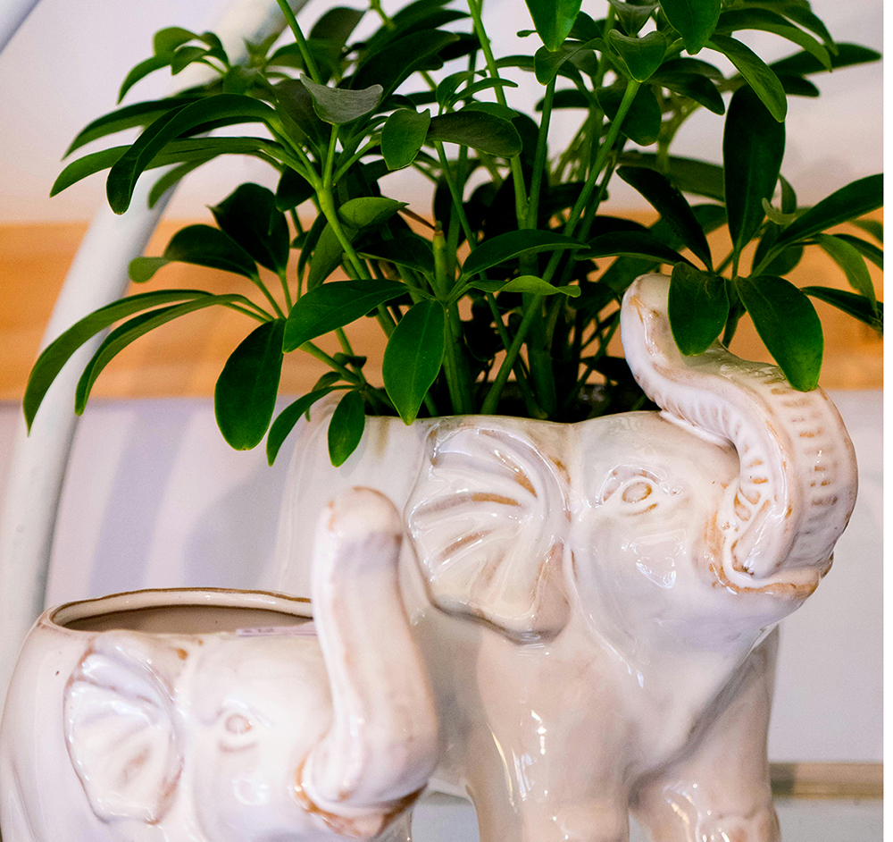 Plante N°4