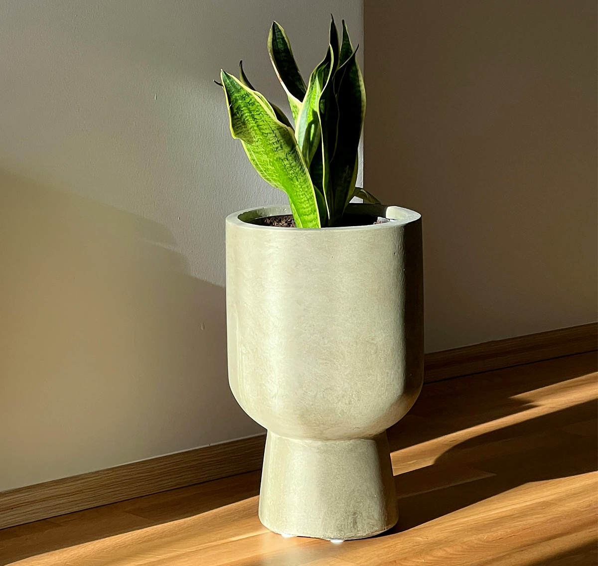 Plante N°7